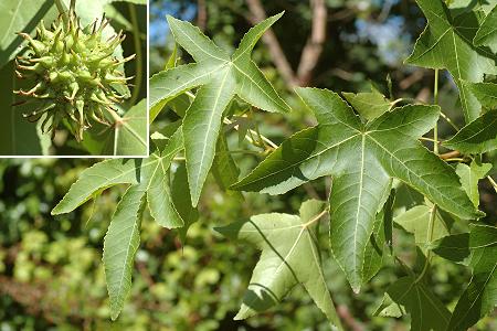 Liquidambar styraciflua